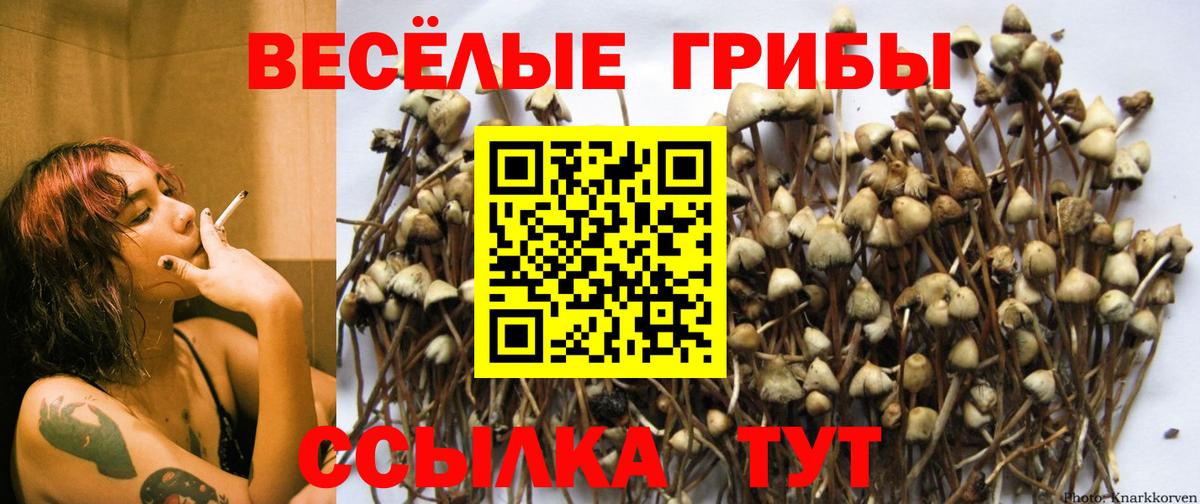 Псилоцибиновые грибы Cubensis Гудермес